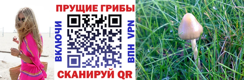 Псилоцибиновые грибы Psilocybine cubensis  что такое наркотик  Рыльск 